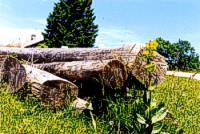 Grumes et gentiane (photo JACQUEMET)